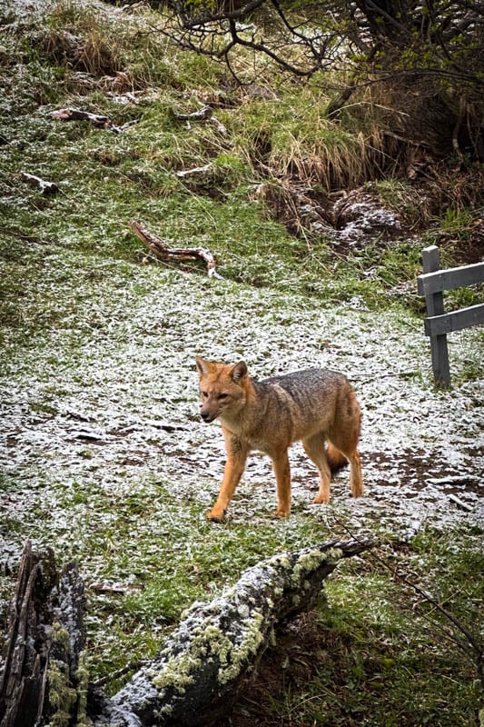 Beautiful Patagonian fox on the prowl