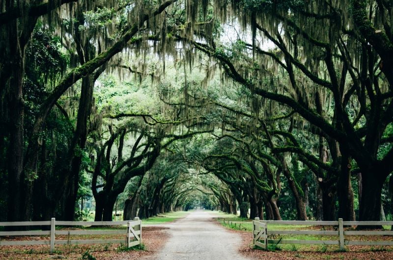 An oasis of green in the Savannah, trees providing shade and beauty to the scene