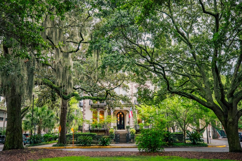 Image showing lush greenery in Savannah, Georgia