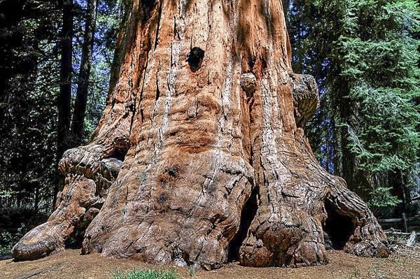 A towering giant sequoia tree standing tall in Sequoia National Park