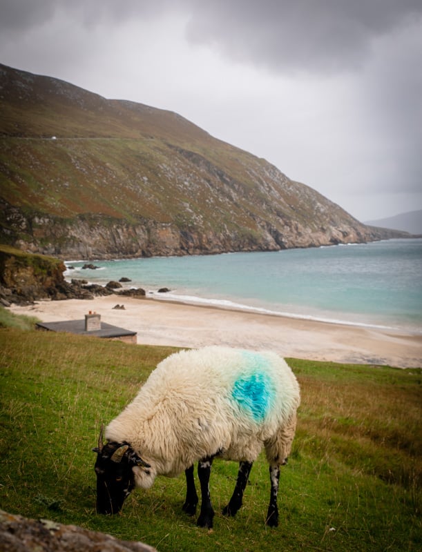 Sheep are everywhere on Achill Island