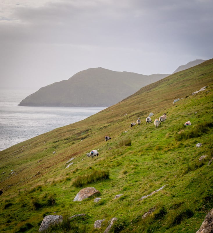 Sheep dot the coastline on the Wild Atlantic Way