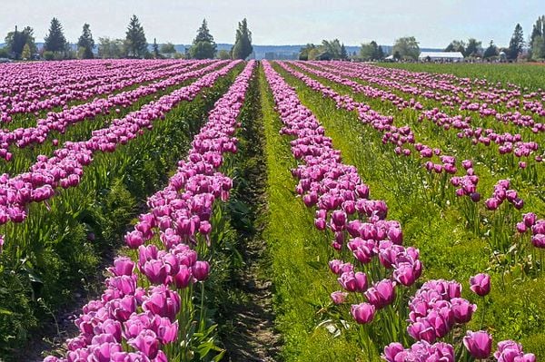 The Skagit Valley Tulip Fields 