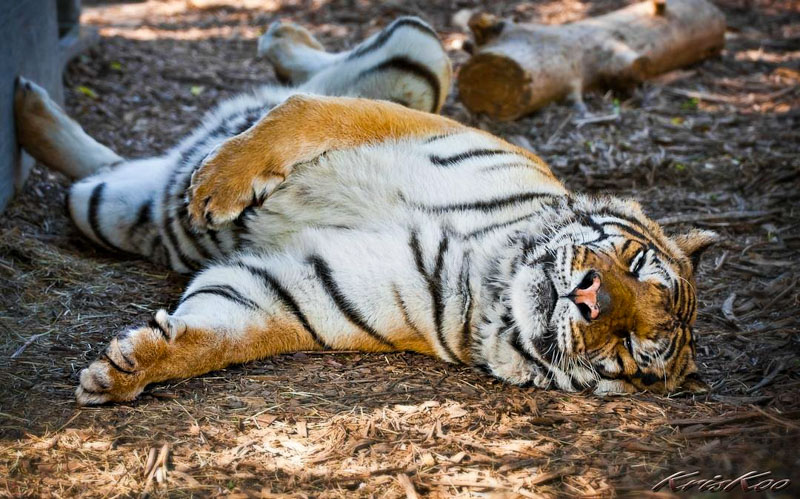Visit the St. Augustine Wild Reserve, a unique sanctuary for rescued exotic animals.