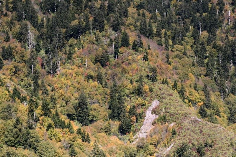 Exploring the Tranquility of The Great Smoky Mountains and experience the best things to do in the Carolinas