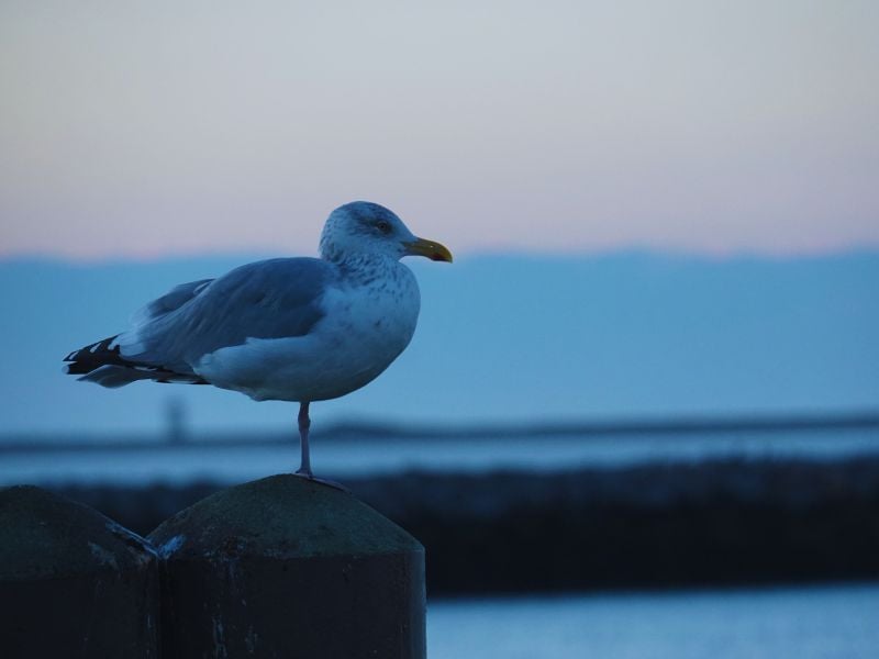 Top things to do in Provincetown, MA, include exploring its art scene, enjoying scenic landscapes, and whale watching.