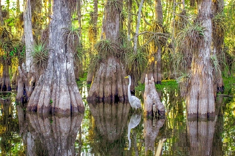 Do you see the pair of alligator eyes in the water?