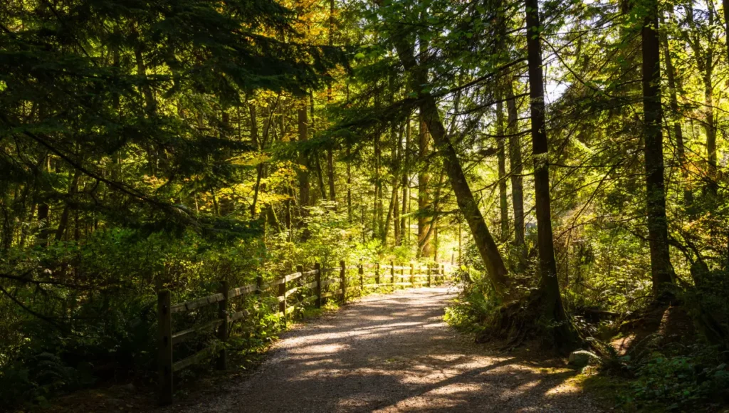 Forest trail