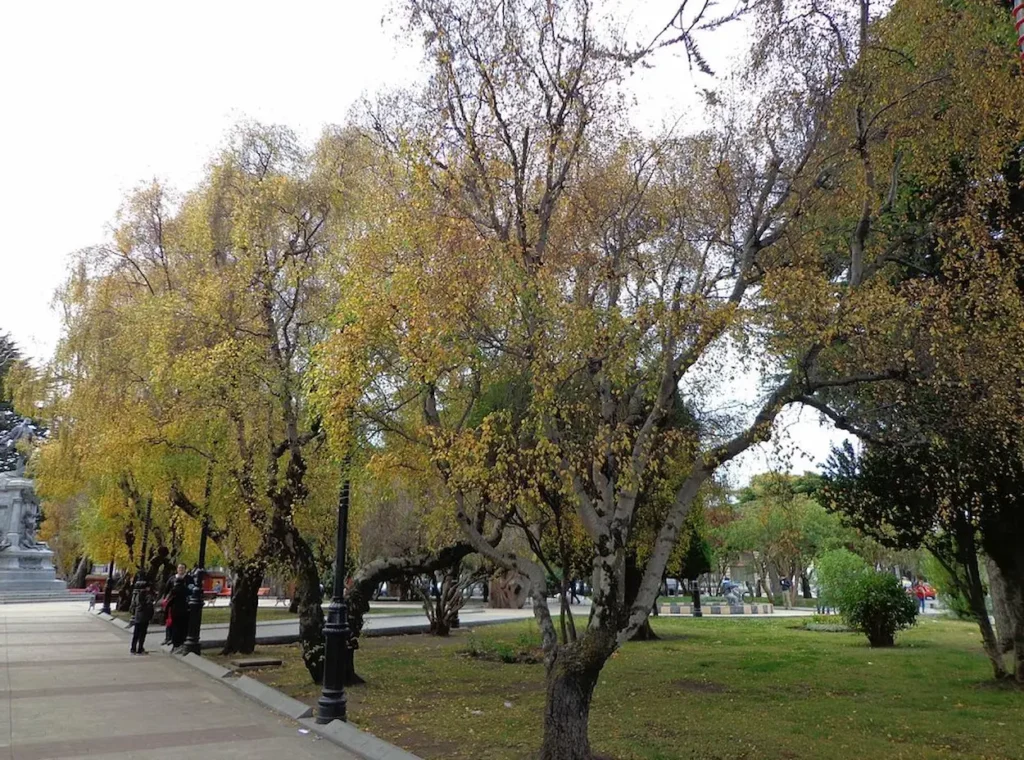 Plaza Muñoz Gamero